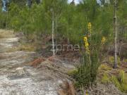 Terreno Rústico Carvide