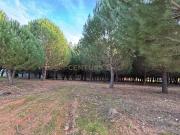 Terreno rústico Casal Novo Ferreira do Zêzere