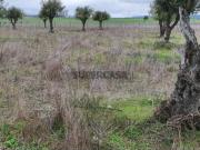 Terreno rústico com 22.250 m2 em Alter do Chão