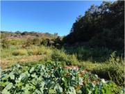 Terreno rústico com 280m² Pomar, Tomar