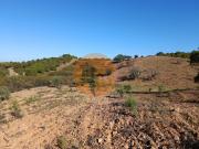TERRENO RÚSTICO COM 5.560 M2 COM ÁRVORES ALCARIAS...