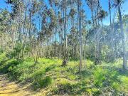 Terreno Rustico com Árvores!