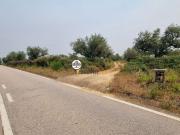 Terreno Rústico com cerca de 13000m2 Olival, Venda,...