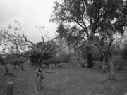 Terreno Rústico com Olival