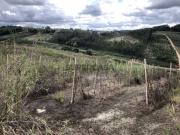 Terreno Rústico com Viabilidade para Armazém Caldas...