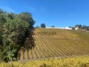 Terreno Rústico com vinha 28500 m2 Santo Onofre Caldas...