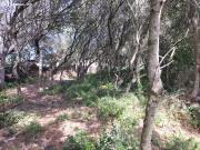 TERRENO RUSTICO CON BOYERA DE 21M2 CERCA DEL PUEBLO DE...