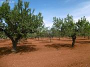 TERRENO RUSTICO CON CULTIVO DE ALMENDROS EN PLENA PRODUCCION