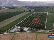 Terreno Rústico Con Plantaciones En Venta Santiago Ica