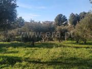 Terreno Rústico / Covilhã, Dominguiso