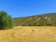 Terreno Rústico de 23.400 m² na Tôr – Loulé | Ideal para...