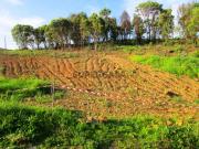 TERRENO RUSTICO DE 6200 M2 NO CONCELHO DE CASTRO MARIM