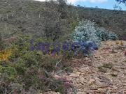 Terreno rústico em Milheirós de Poiares, Santa Maria da...
