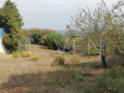 Terreno Rústico em Turquel