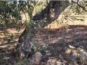 Terreno rústico, em zona agrícola, Ribeira de Alte,...