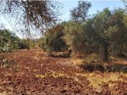 Terreno rústico, em zona agrícola, Ribeira de Alte,...