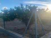 Terreno rústico en la huerta de Murcia