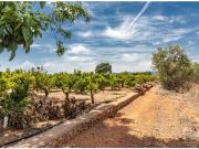 TERRENO RUSTICO EN PARTIDA PINELLA VILA REAL