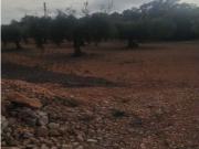 Terreno Rústico en Venta en Benicarló, Castellón
