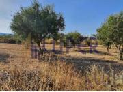 Terreno Rústico en Venta en Casas Abiar, Alicante