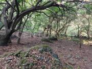 Terreno rustico en Venta en El Golan, Tlayacapan, Morelos