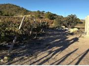 Terreno Rústico en Venta en Novelda, Alicante