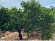 Terreno Rústico en Venta en Villarreal Vila real, Castellón