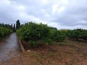 Terreno Rústico en Venta en Vinaròs, Castellón