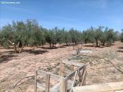 TERRENO RUSTICO EN ZONA EL TORREÓN CHAPARRAL