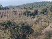 Terreno Rústico / Fundão, Capinha