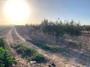 Terreno Rústico La Junquera