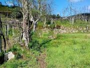 Terreno Rústico, Luzim e Vila Cova, Penafiel | BPI...