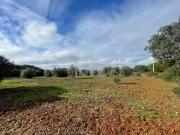 Terreno rústico para venda a 1km do Centro de Almoster