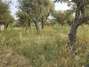 Terreno Rustico Para venda na Povoa de Rio Moinhos