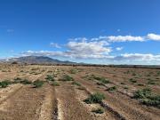 Terreno Rústico Paraje de la Alcanara, Alhama