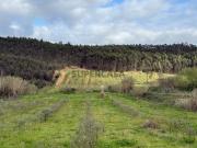 Terreno rústico, perto de Torres Vedras com 14. 748 m²
