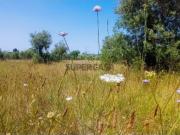 Terreno rústico PIP aprovado Moradia madeira com...