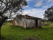 Terreno Rústico com Olival tradicional na Freguesia de...