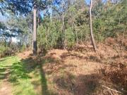 Terreno Rústico S. MIGUEL DE VILA BOA SÁTÃO |LEILÃO...