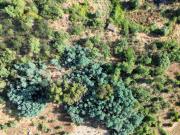 Terreno Rústico, Salgueiro Do Campo, Castelo Branco |...