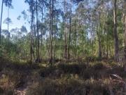 Terreno rústico Vale da Arriacha BOTÃO COIMBRA | LEILÃO...
