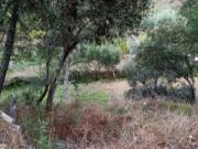 Terreno Rústico Venda em Almaceda,Castelo Branco