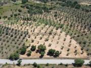 Terreno Rústico Venda em Freixial e Juncal do...