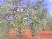 Terreno Rústico Venta Sevilla