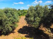 Terreno, São Bartolomeu de Messines, Silves | BPI...