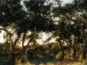 Terreno, São Francisco Da Serra, Santiago do Cacém | BPI...