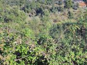 Terreno, São Vicente Da Beira, Castelo Branco | BPI...