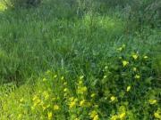 Terreno, San Pedro Pueblo, Marbella