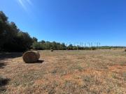 Terreno, Sant Joan de Labritja