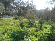 Terreno, Santa Catarina Da Serra e Chainça, Leiria | BPI...